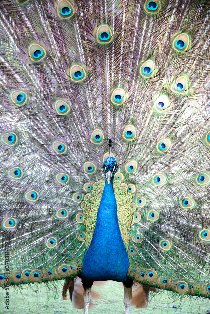 Naklejka premium A peacock