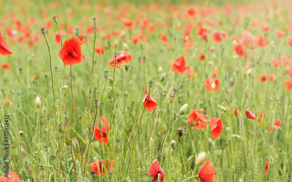 Fototapeta premium Bright red poppy flowers growing in field of green unripe wheat