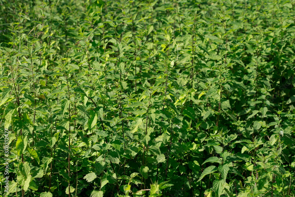 Obraz premium Brennesselblätter, Brennnesseln, Urtica dioica, Hintergrundbild