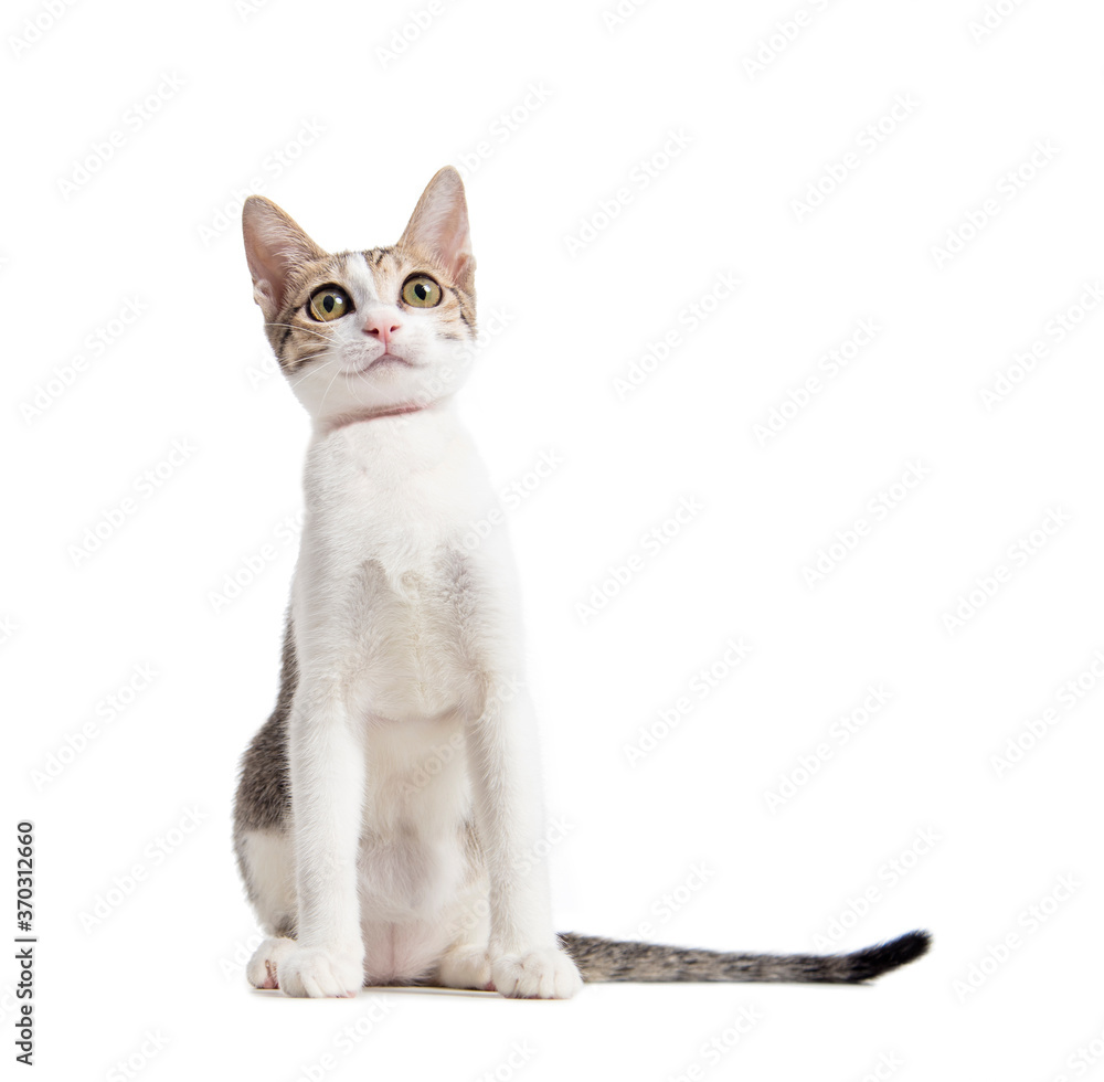 young cat isolated on white background