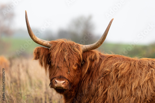 Highland cattle with big horns grazing at the Dintelse Gorzen in the Netherlands