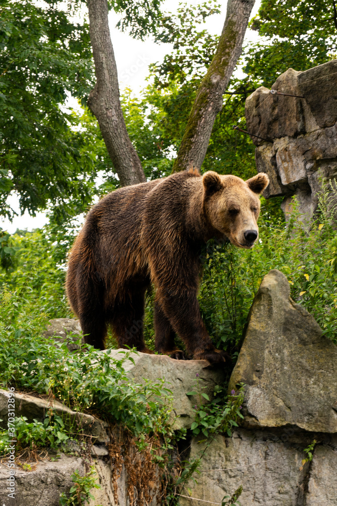Obraz premium selective focus: an adult brown bear