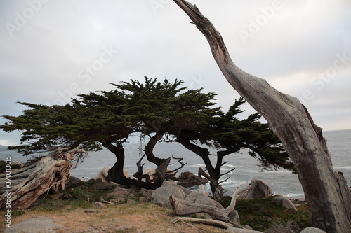 Landscape of Pescadero Point with ghost trees during sunset along 17 Mile Drive in the coast of Pebble Beach, California © CYSUN