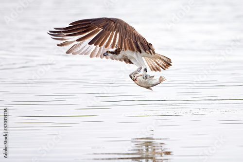 Osprey (Pandion haliaetus) catching a fish at a lake in Germany