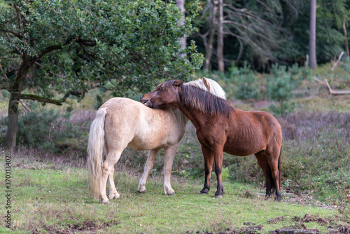 Two horses grooming eachother