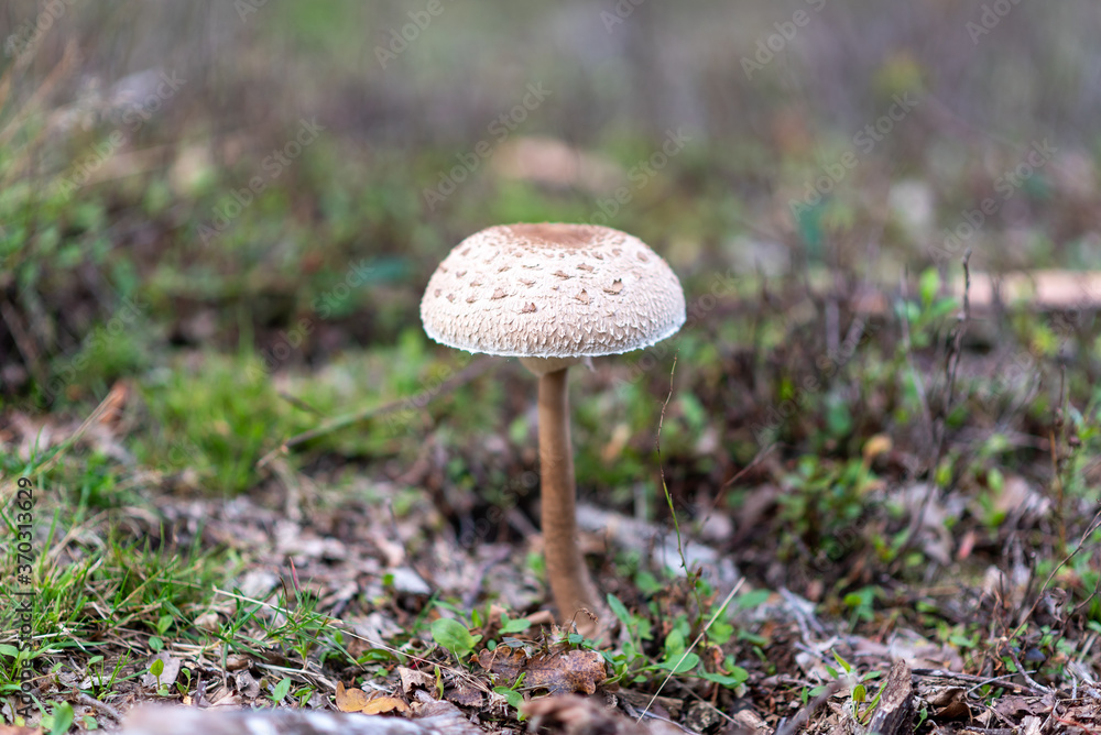 mushrooms in the grass in the forest in the Netherlands mushrooms in the grass in the forest in the Netherlands