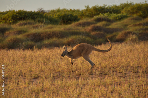 A kangaroo leaping in bounds of up to 9 meters