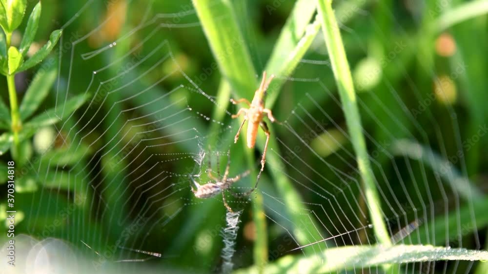 Spider catching grasshopper in spiderweb Spider catching grasshopper in spiderweb