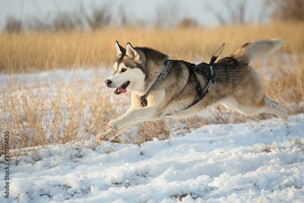 isolated siberian husky dog running in the snow in winter surrounded by yellow grass