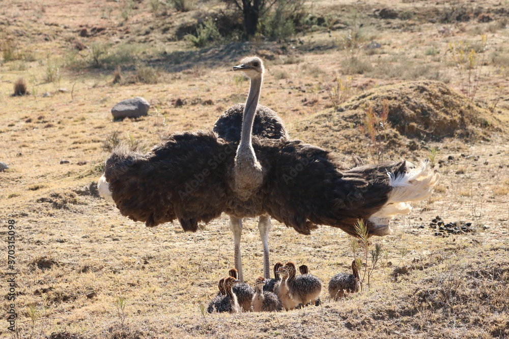 Naklejka premium Straußenbabies mit Mama 1614