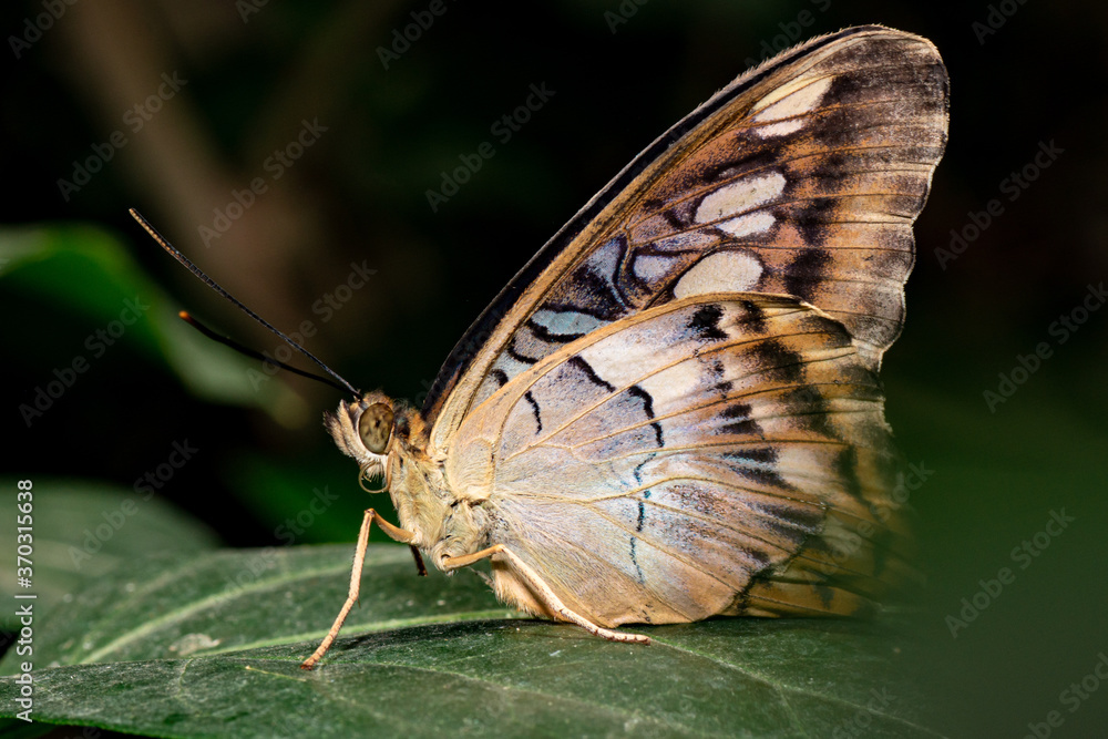 Obraz premium farfalla