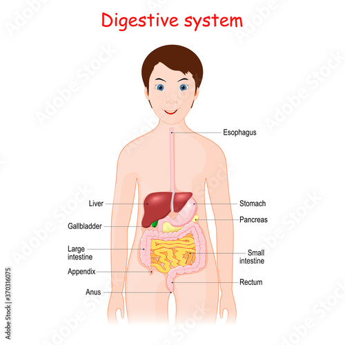 Human digestive system for kids.