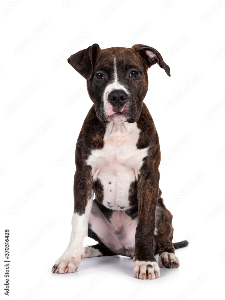 Young brindle with white American Staffordshire Terrier dog, sitting up facing front, looking at camera with dark eyes and floppy ears. Isolated on white background.
