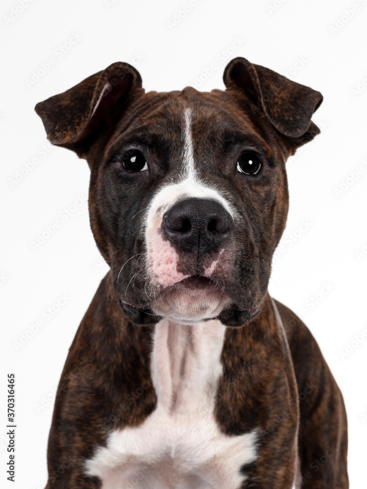 Head shot of young brindle with white American Staffordshire Terrier dog, facing front, looking at camera with dark eyes and floppy ears. Isolated on white background. Head shot of young brindle with white American Staffordshire Terrier dog, facing front, looking at camera with dark eyes and floppy ears. Isolated on white background.