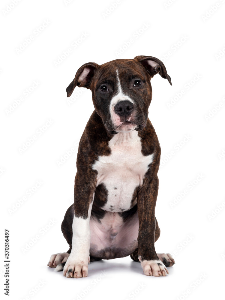 Young brindle with white American Staffordshire Terrier dog, sitting facing front, looking at camera with dark eyes and innocent face. Isolated on white background.