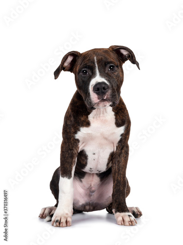 Young brindle with white American Staffordshire Terrier dog, sitting facing front, looking at camera with dark eyes and innocent face. Isolated on white background.
