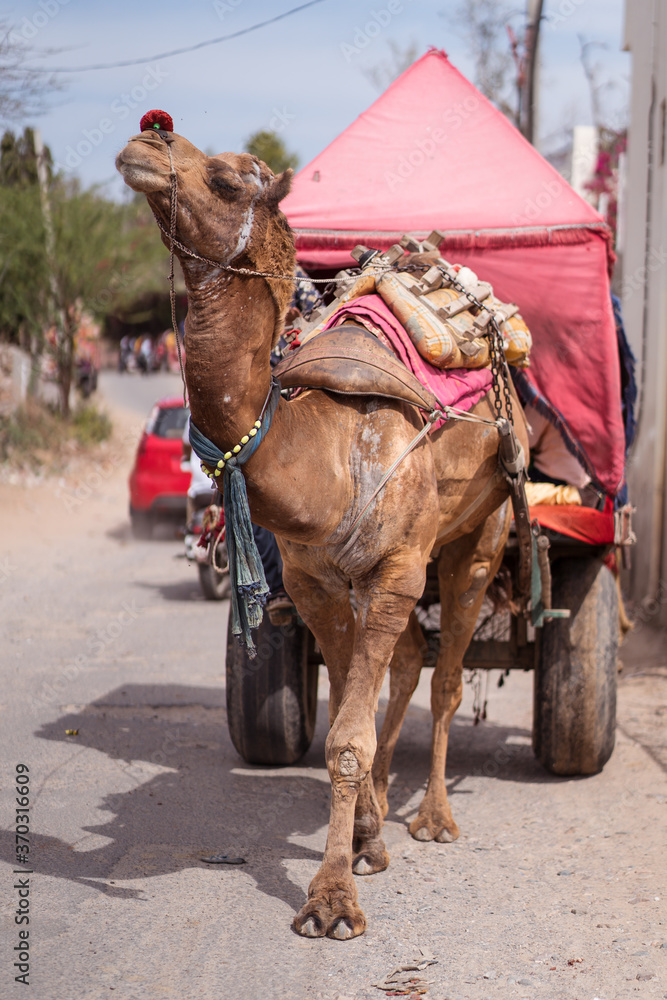 typical Rajasthani camel-drawn carriage transporting tourists through Pushkar