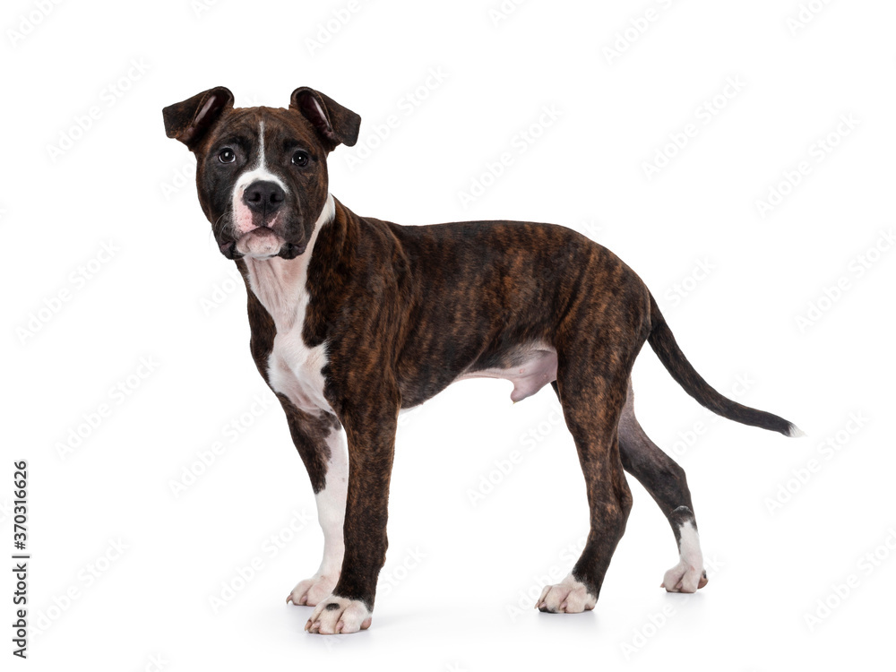 Young brindle with white American Staffordshire Terrier dog, standing side ways, looking beside camera with dark eyes and floppy ears. Isolated on white background. Young brindle with white American Staffordshire Terrier dog, standing side ways, looking beside camera with dark eyes and floppy ears. Isolated on white background.
