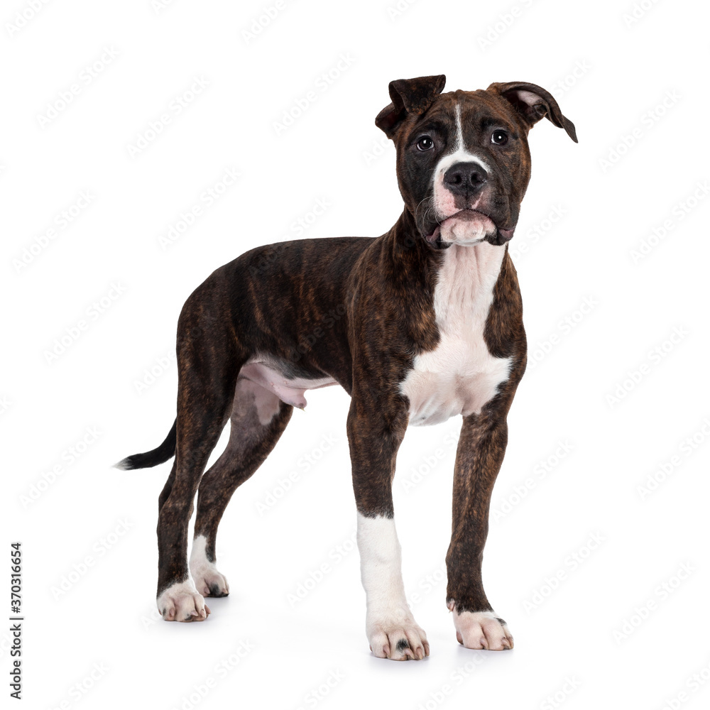 Young brindle with white American Staffordshire Terrier dog, standing side ways, looking beside camera with dark eyes and floppy ears. Isolated on white background.