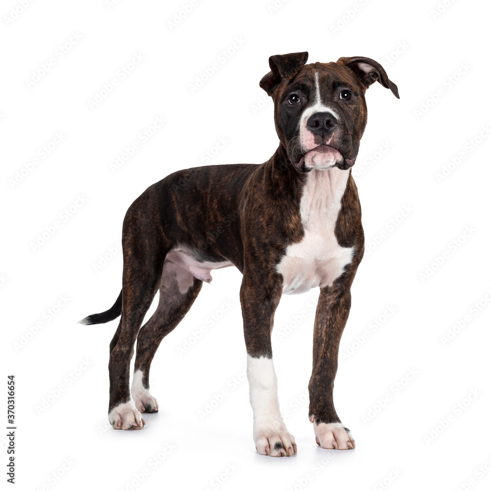 Young brindle with white American Staffordshire Terrier dog, standing side ways, looking beside camera with dark eyes and floppy ears. Isolated on white background. Young brindle with white American Staffordshire Terrier dog, standing side ways, looking beside camera with dark eyes and floppy ears. Isolated on white background.