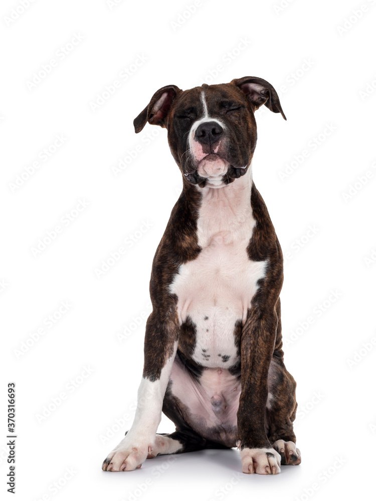 Young brindle with white American Staffordshire Terrier dog, sitting up facing front with eyes firmly shut. Isolated on white background.