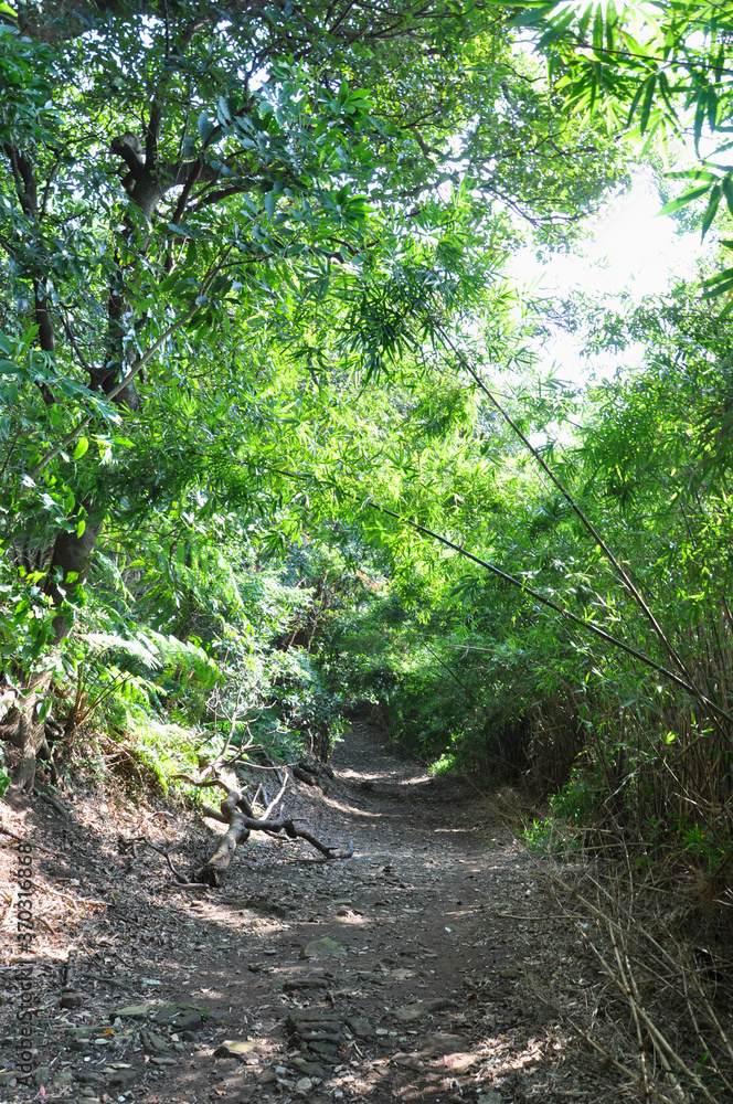 Obraz premium Road in the forest