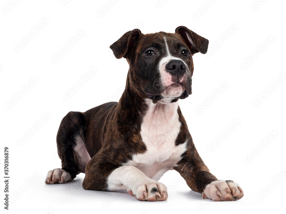Young brindle with white American Staffordshire Terrier dog, laying down side ways, looking beside camera with focussed dark eyes. Isolated on white background. Young brindle with white American Staffordshire Terrier dog, laying down side ways, looking beside camera with focussed dark eyes. Isolated on white background.