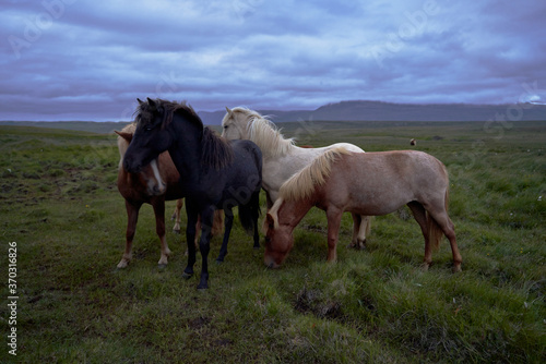 group of Icelandic Horses with their beautiful manes in a meadow at night