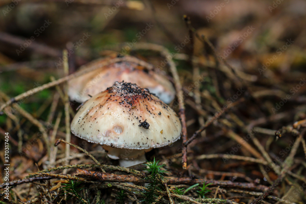 Nahaufnahme von einem Pilz der im Wald durch den Boden gestoßen ist.
Nahaufnahme von einem Pilz der im Wald durch den Boden gestoßen ist.