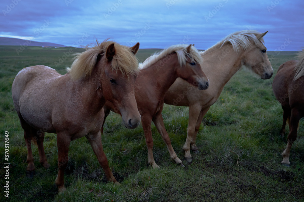 Icelandic wild horses with nice big manes in the north west of the island of iceland Icelandic wild horses with nice big manes in the north west of the island of iceland