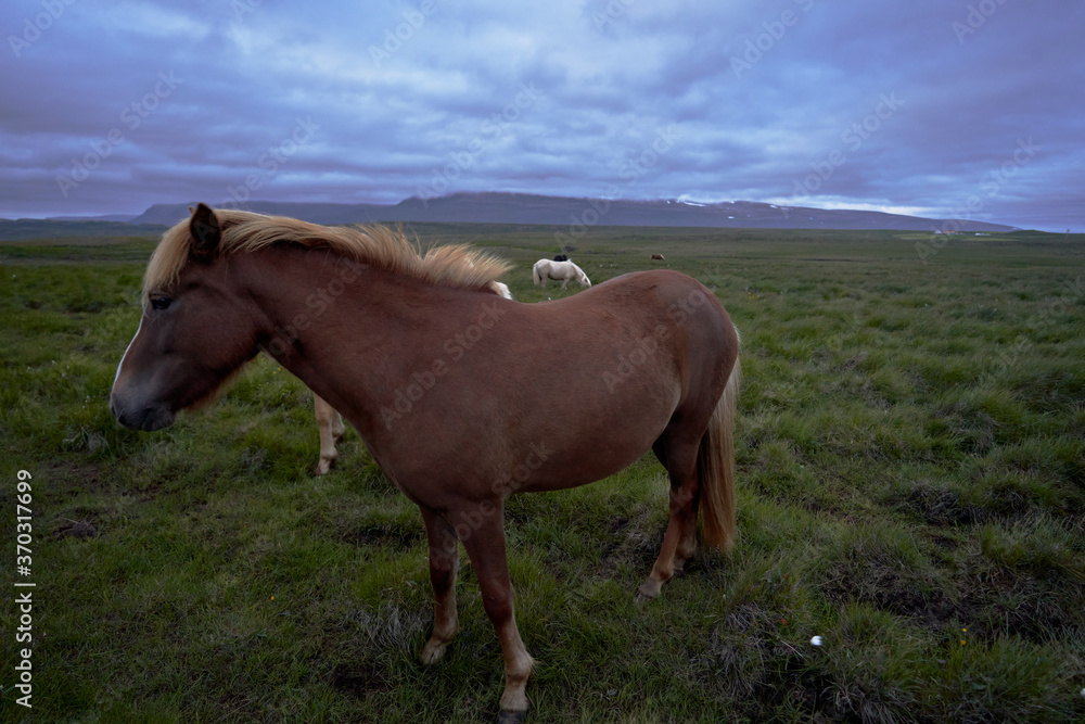 Obraz premium Icelandic wild horses with nice large manes at night in the northwest of the island of iceland