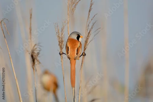 Obraz Szpagat...Splits...Wąsatka,Bearded tit (Panurus biarmicus)