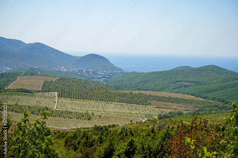 beautiful view of vineyards, fields, mountains, sea and Sukko valley