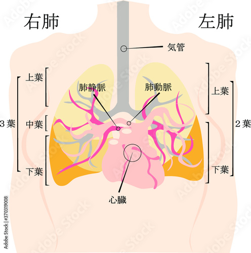 肺と心臓