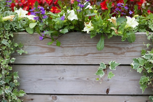 Assorted colourful summer flowers with copy space on wood below