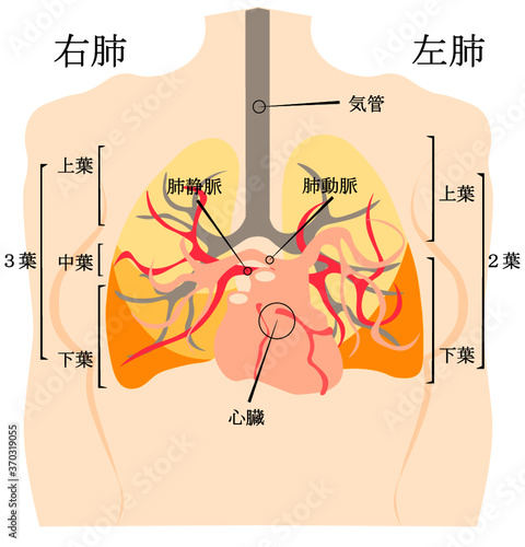 肺と心臓