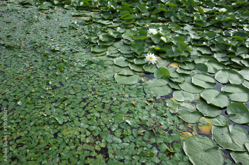 White Flower of Water Lily in Full Bloom
White Flower of Water Lily in Full Bloom