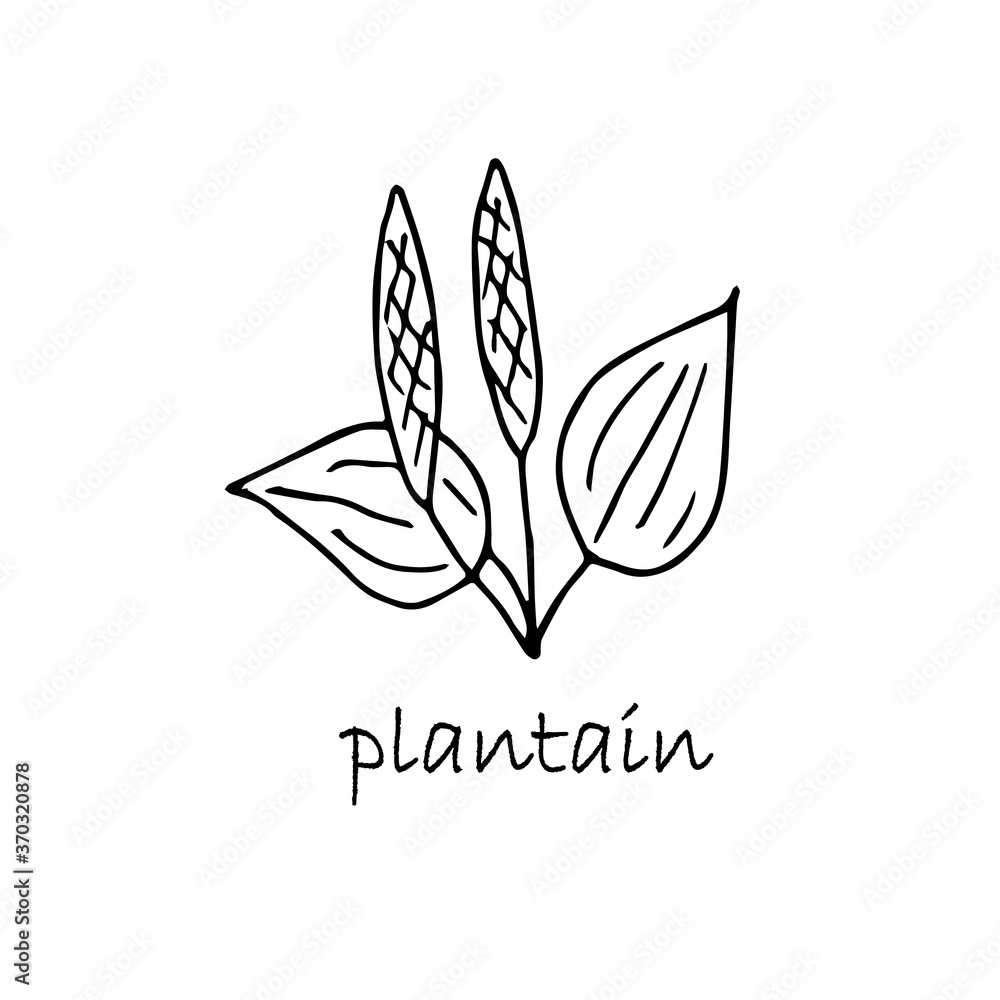 Plantain plant sketch. Hand drawn ink art design object isolated stock vector illustration for web, for print, for packing design medicinal plants