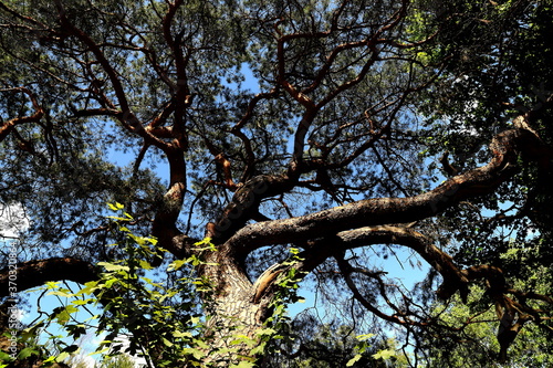 Przepiękne, stare i ogromne drzewo , sosna, rosnąca na leśnej polanie w okolicach Gorzowa Wielkopolskiego