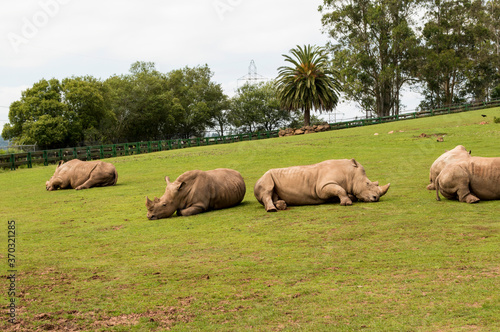 Rinocerontes blancos descansando y primeros planos.