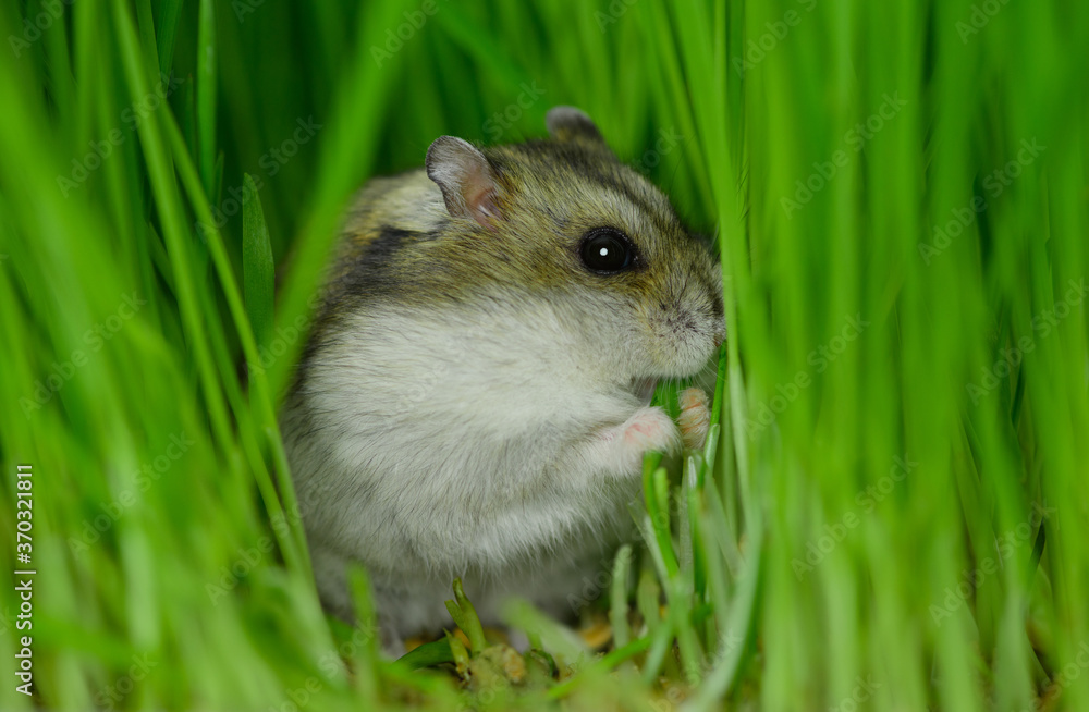 The hungry hamster is sitting on the ground and eating the stem of the young green plant. The hungry hamster is sitting on the ground and eating the stem of the young green plant.