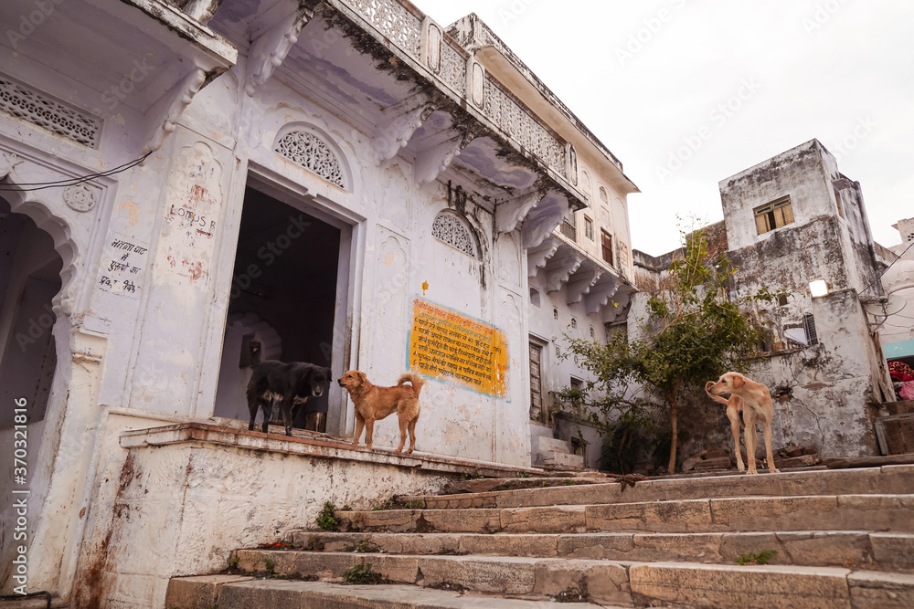 Group of dogs in stairs leading to sacred lake in Pushkar