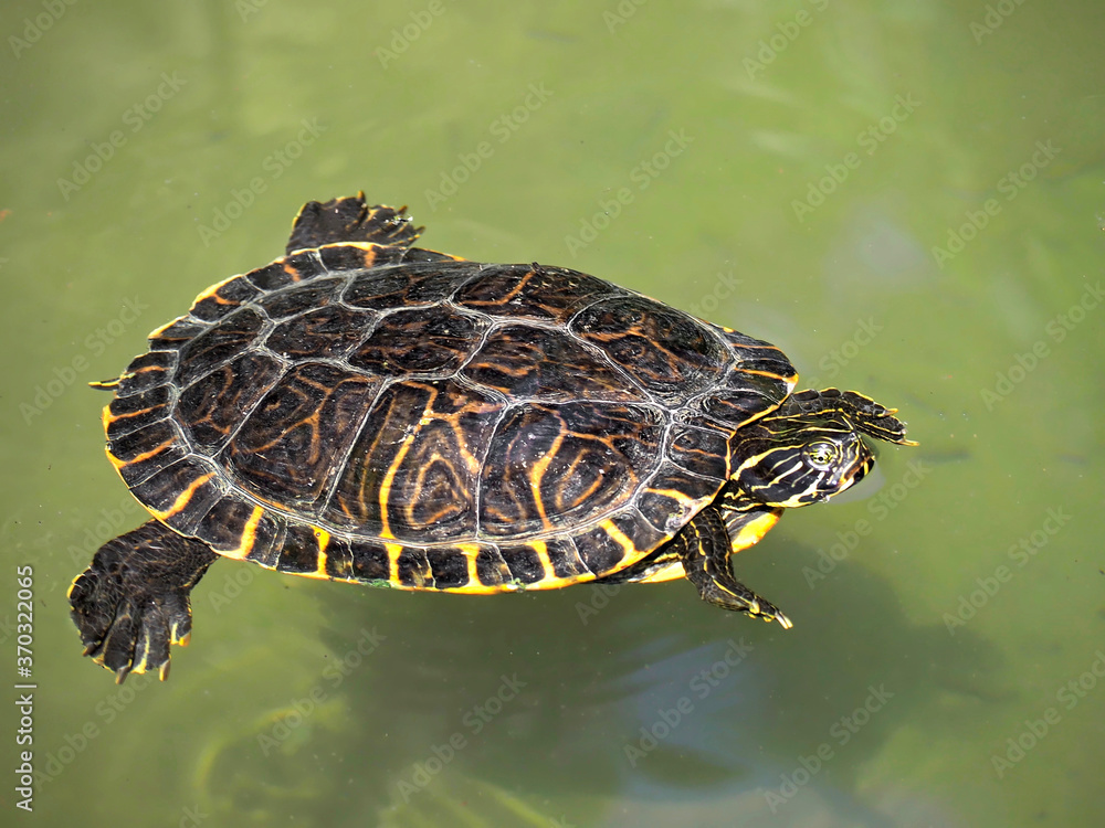 Macro of a swimming water turtle Macro of a swimming water turtle