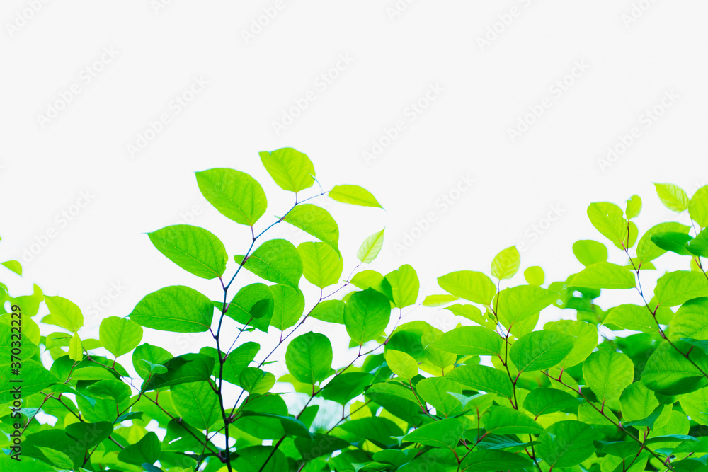 green leaves background green leaves background