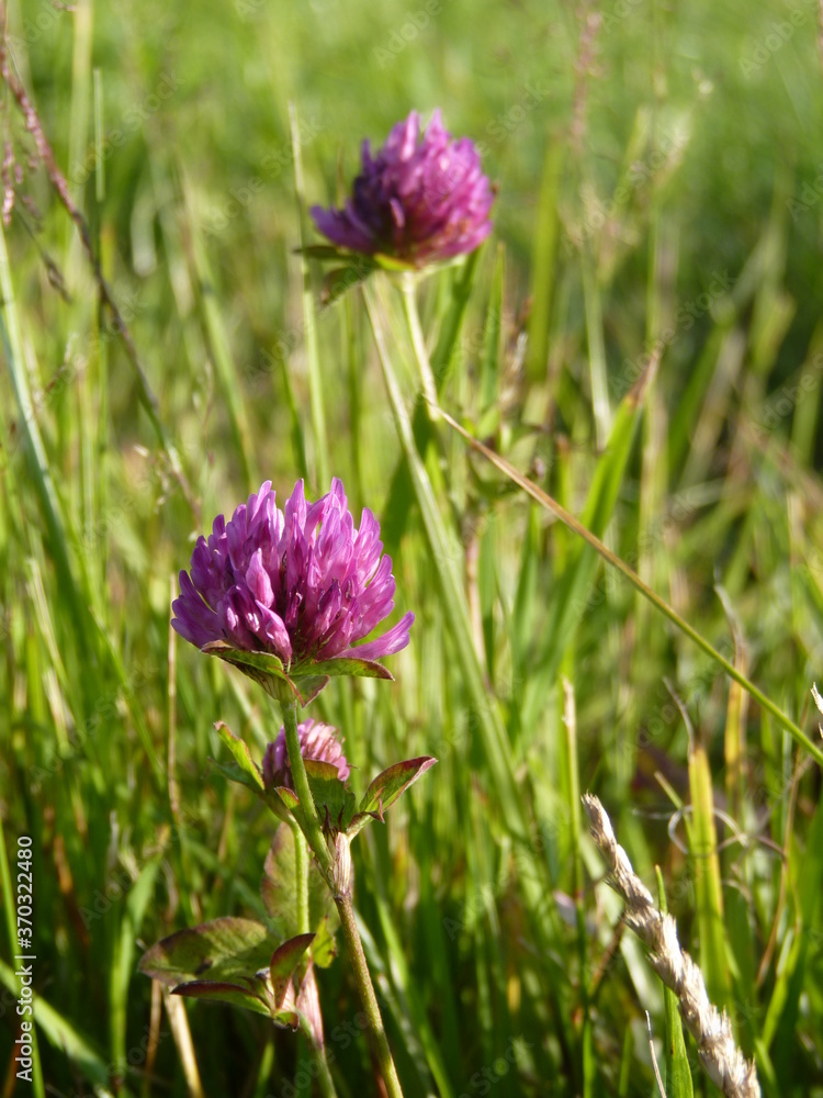 Red clover Trifolium pratense flower in mid summer meadow, blurred flower with grass in the background Red clover Trifolium pratense flower in mid summer meadow, blurred flower with grass in the background