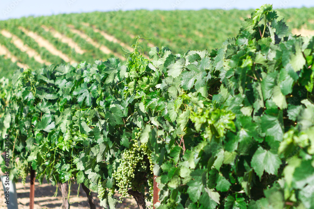 Landscape of vineyards in southern Spain