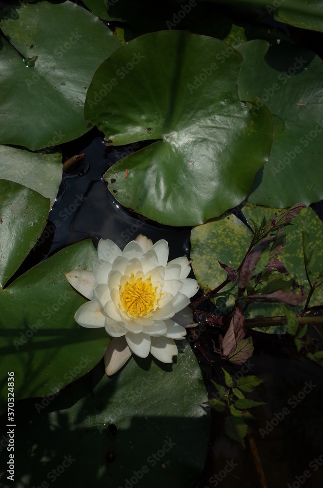 White Flower of Water Lily in Full Bloom
White Flower of Water Lily in Full Bloom