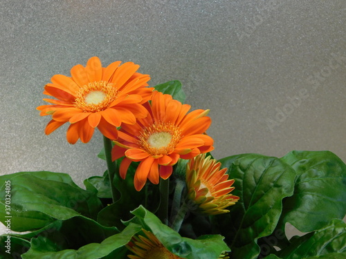orange gerbera flower