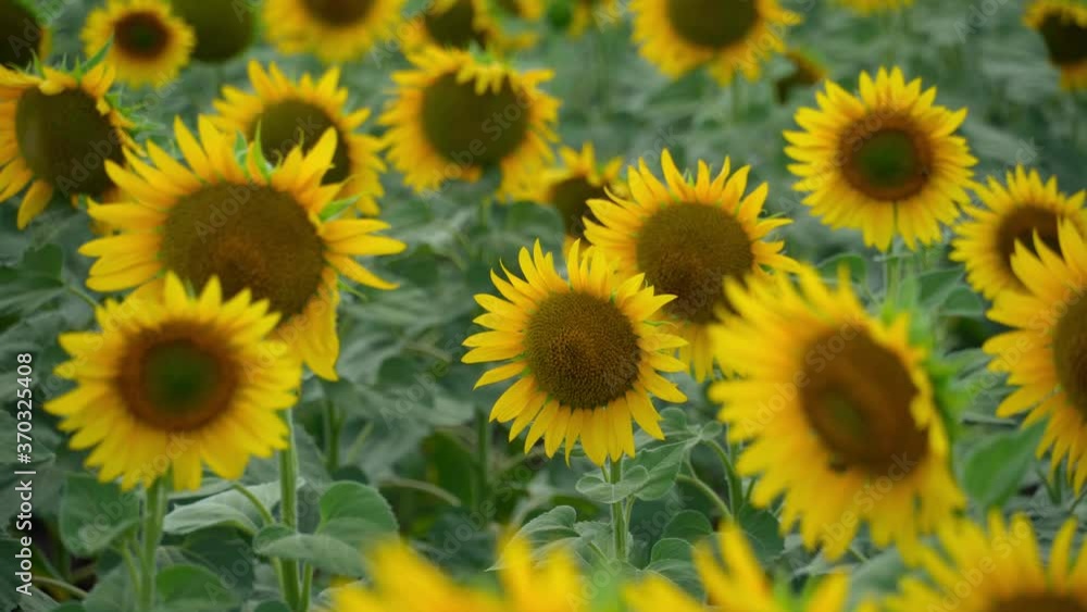bright sunflower field - a beautiful summer landscape on a summer day bright sunflower field - a beautiful summer landscape on a summer day