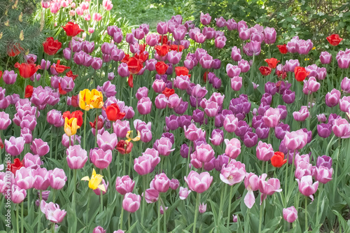 Wallpaper Mural Tulips in the garden Torontodigital.ca